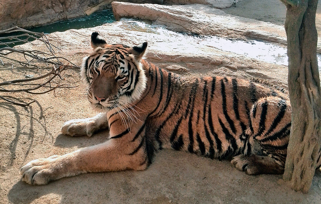 Tigre Siberiano en Oasys