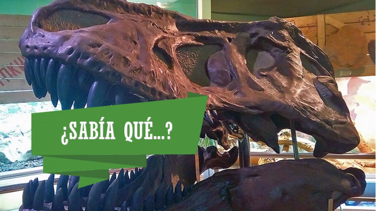 Tiranosaurio Rex el dinosaurio más temido | Oasys