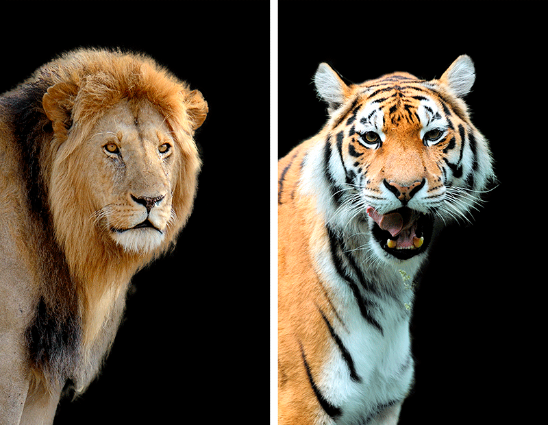 Diferencias entre el león y el tigre