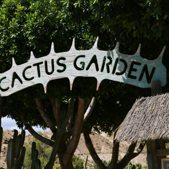 Oasys MiniHollywood Jardín Cactus 3