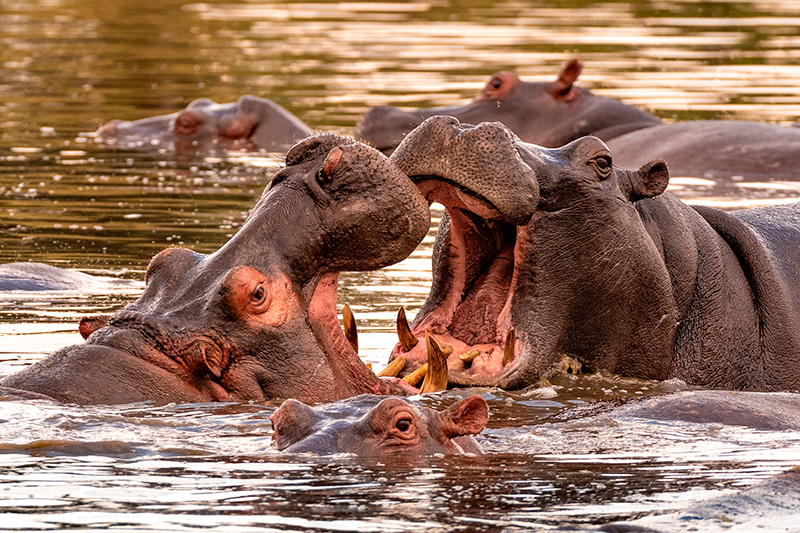 Hipopótamos peligrosos