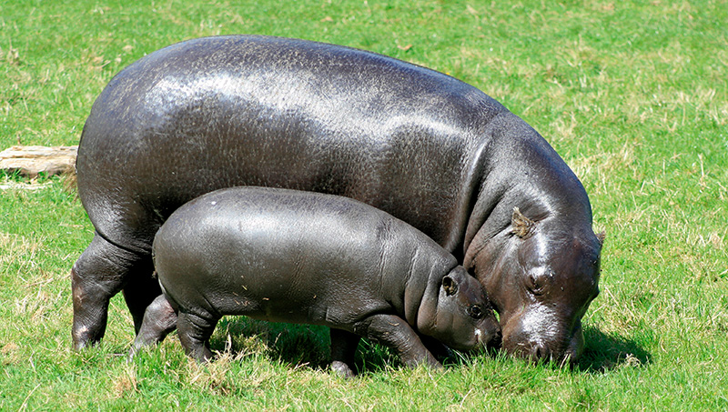 Hipopótamo pigmeo