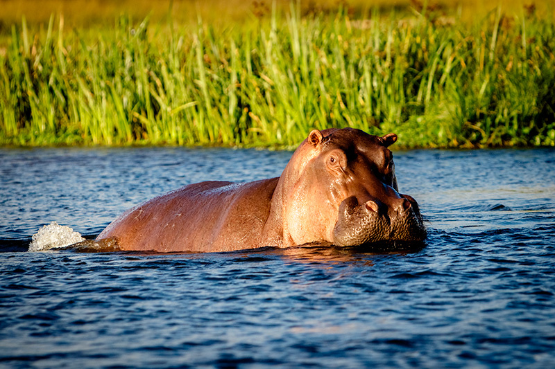 Hipopótamos: uno de los animales más peligrosos de África