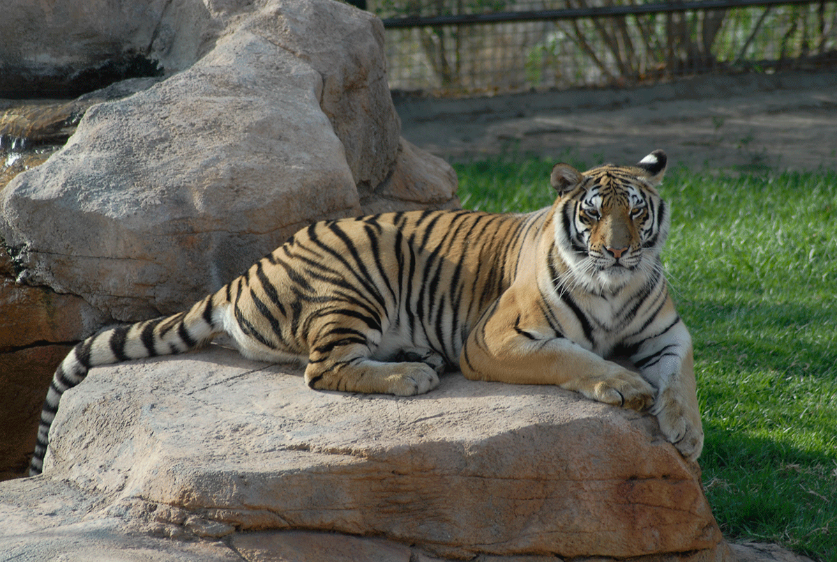 Día mundial del tigre